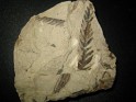 Odontopteris Brardii - Pteridospermopsida - Pteridospermales - Neurodontopteridaceae - Estefaniense (Carboniferous) - Spain - 0